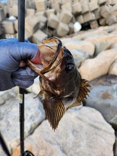 タケノコメバルの釣果