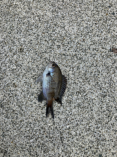 スズメダイの釣果