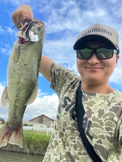 ブラックバスの釣果