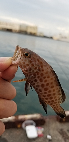 オオモンハタの釣果