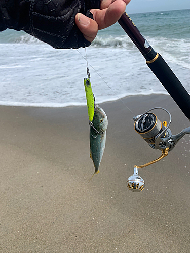 ワカシの釣果