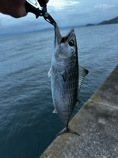 ハガツオの釣果