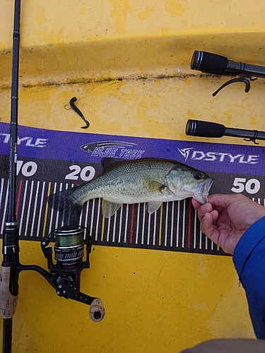 ブラックバスの釣果