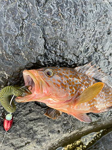 キジハタの釣果