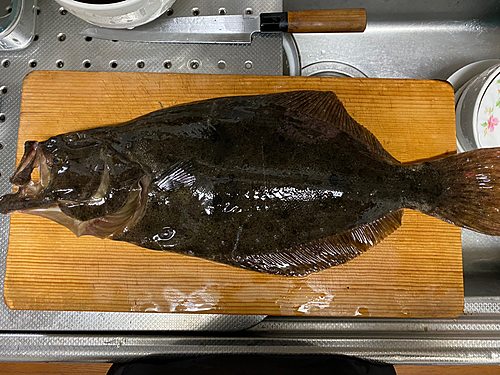 ヒラメの釣果