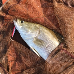 バラマンディの釣果