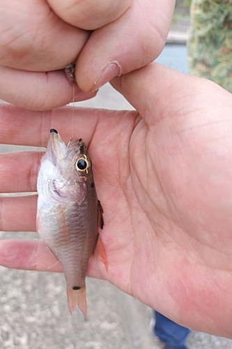 ネンブツダイの釣果