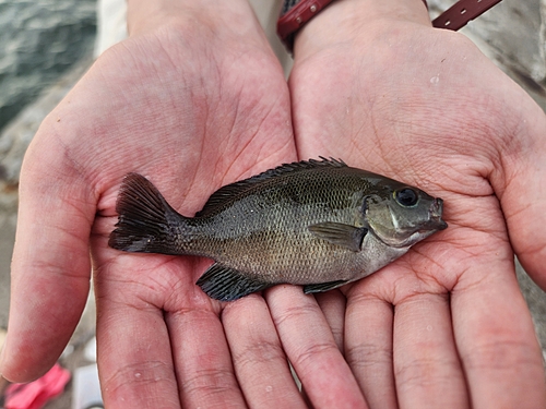 グレの釣果