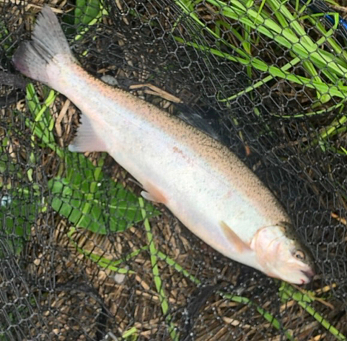 ニジマスの釣果