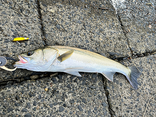 フッコ（マルスズキ）の釣果