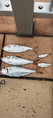 コノシロの釣果