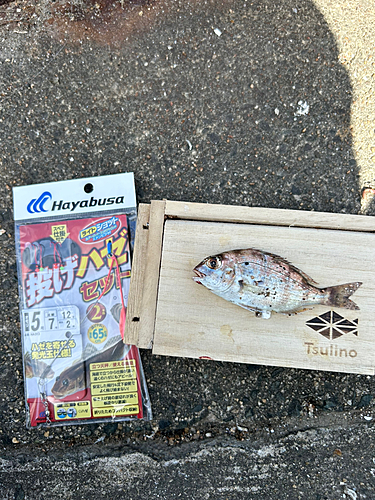 チャリコの釣果