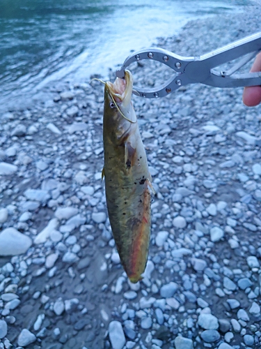 ナマズの釣果