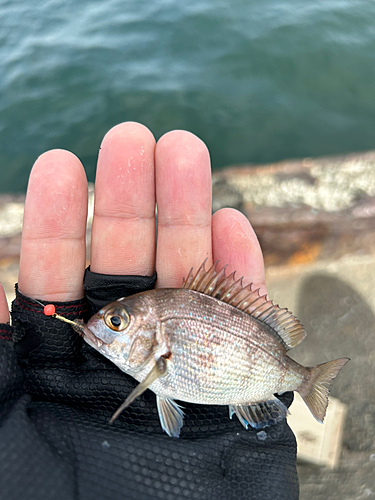 チャリコの釣果