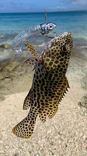 イシミーバイの釣果