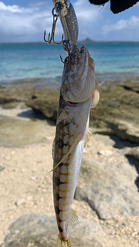 エソの釣果