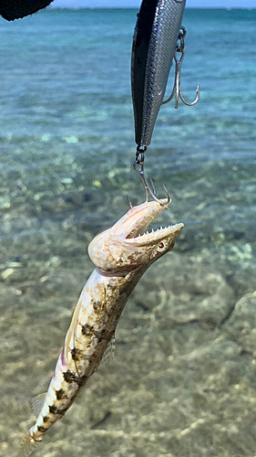 エソの釣果