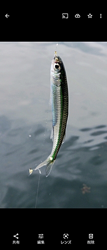 カタクチイワシの釣果