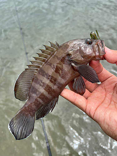 ヤミハタの釣果