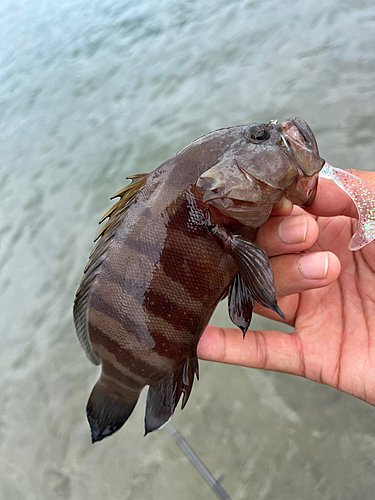 ヤミハタの釣果