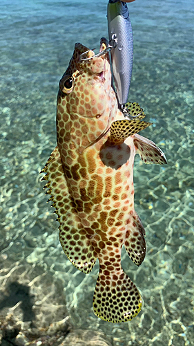 イシミーバイの釣果