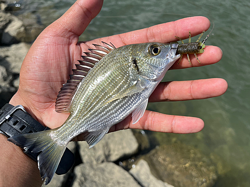 ミナミクロダイの釣果