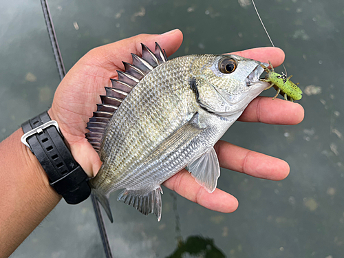 ミナミクロダイの釣果