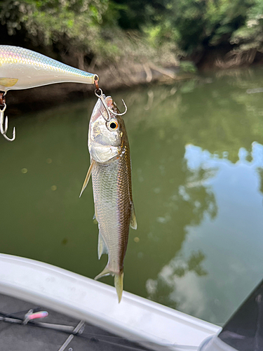 ハスの釣果