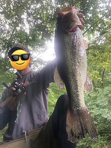 ブラックバスの釣果