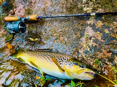 ブラウントラウトの釣果