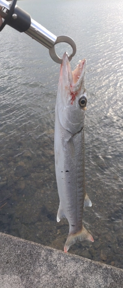 カマスの釣果