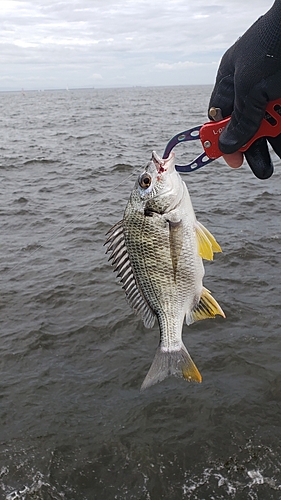 キビレの釣果