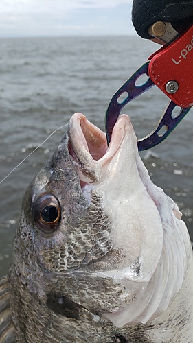 キビレの釣果