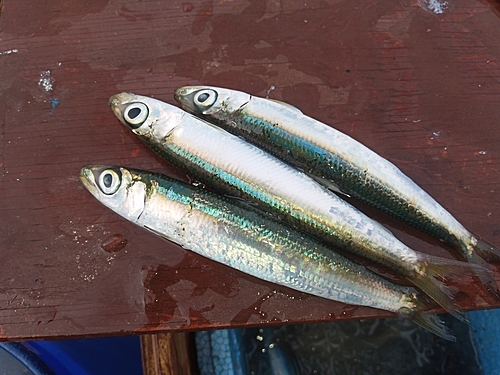 ウルメイワシの釣果