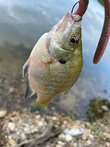 ブルーギルの釣果