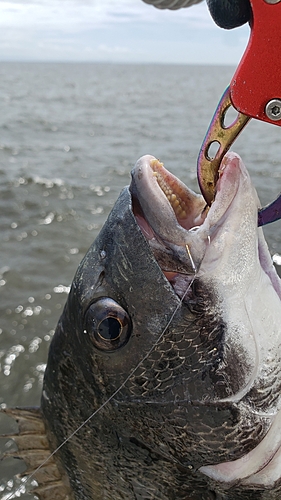 チヌの釣果