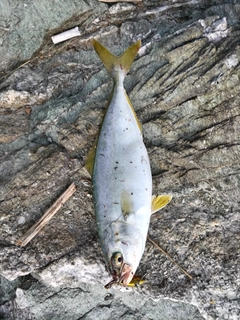 ツバスの釣果