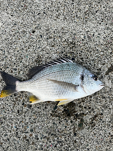 キビレの釣果