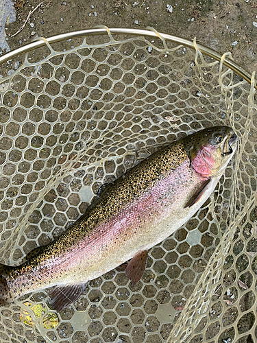 ニジマスの釣果