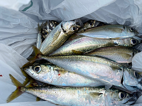 アジの釣果