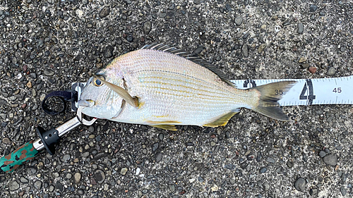 ヘダイの釣果