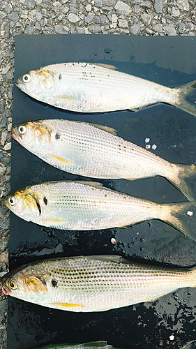 コノシロの釣果