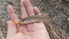 キスの釣果