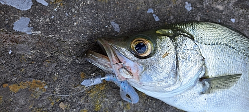 ヒラスズキの釣果