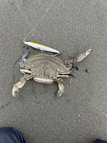 ワタリガニの釣果