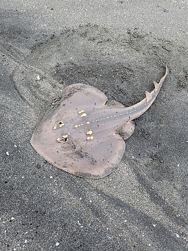 ウチワザメの釣果