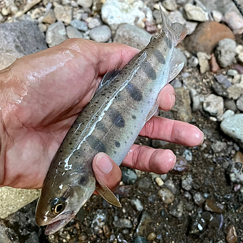 ヤマメの釣果