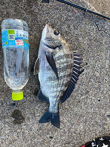 チヌの釣果