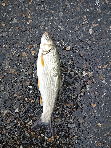 ウグイの釣果