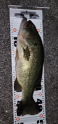 ブラックバスの釣果